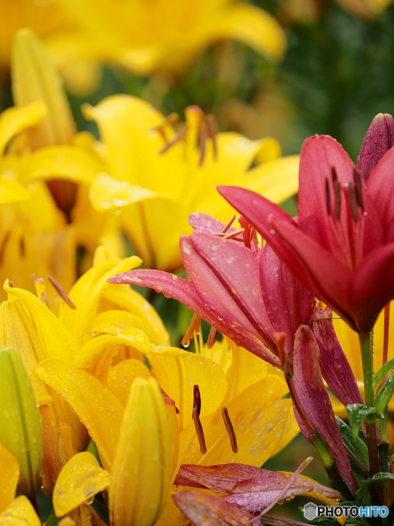 南くりこま高原一迫ゆり園