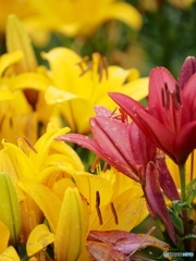 南くりこま高原一迫ゆり園