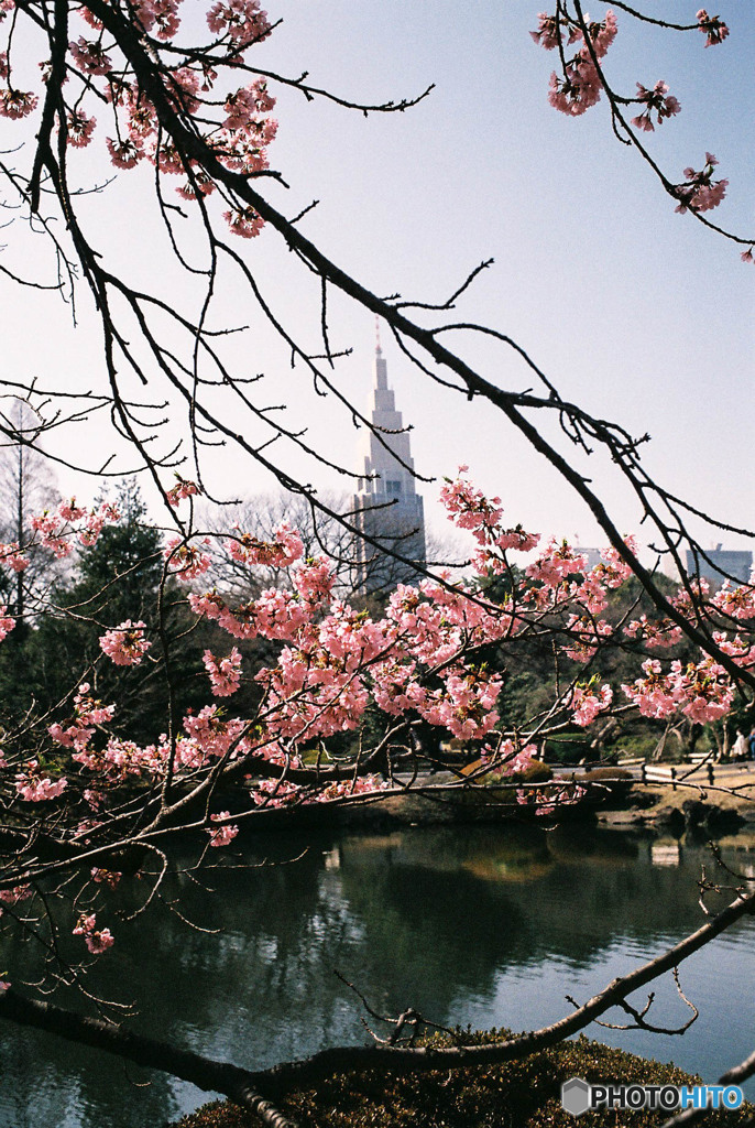 Nature「フィルム新宿御苑」