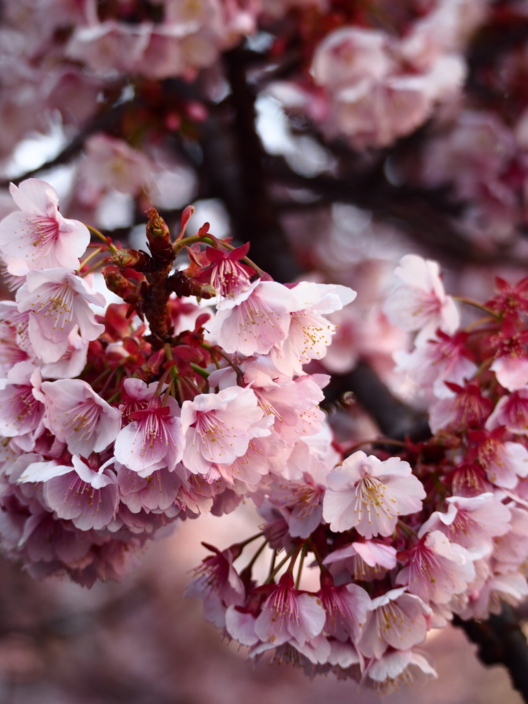 Nature「早春」