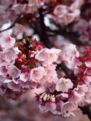 Nature「早春」