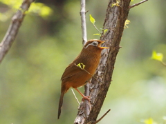 Nature「ガビチョウ？」