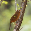 Nature「ガビチョウ？」