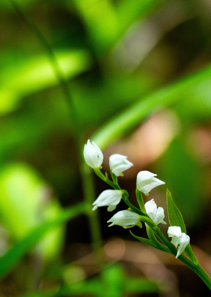 Nature「こちらは銀蘭」