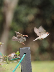 Nature「日本の鳥：スズメ」