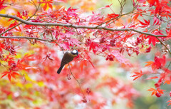 Nature「まだまだ続く自粛生活」