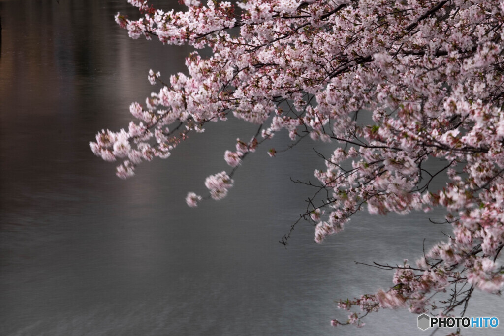 Nature「ここは大岡川桜道」