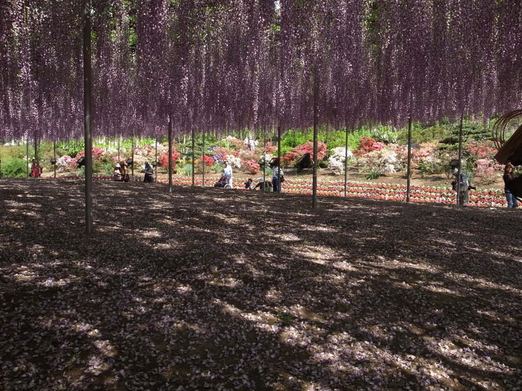 Nature「大藤の花」