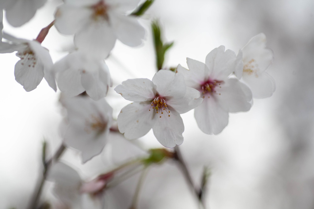Nature「隅田川」