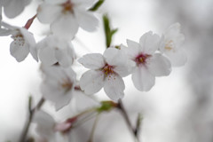 Nature「隅田川」