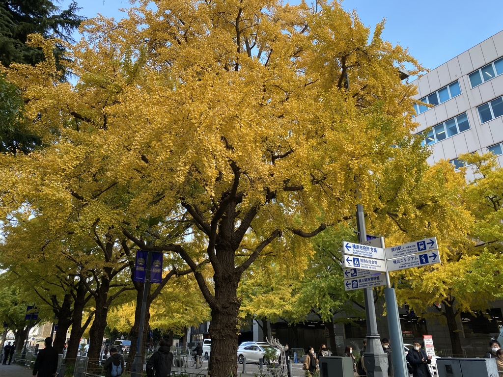 2024日本大通りイチョウ