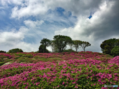 Nature「大田和つつじ丘」