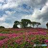 Nature「大田和つつじ丘」