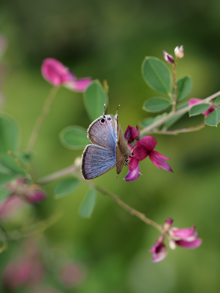 Nature「向島百花園」