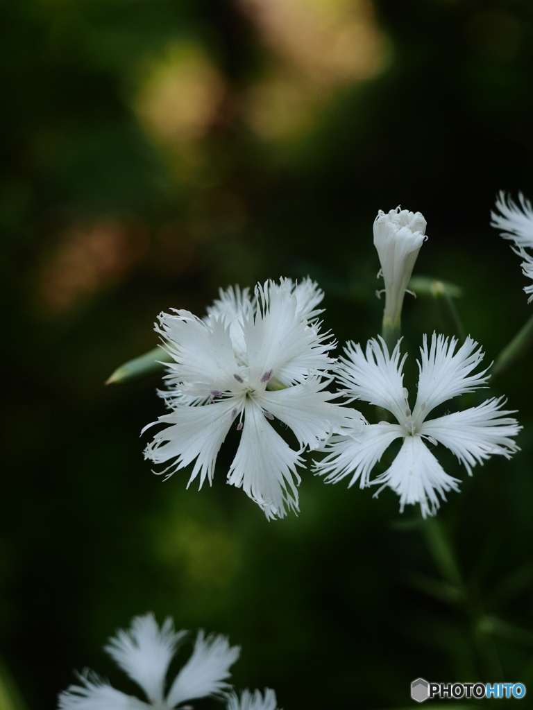  Nature