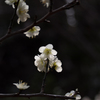 Nature「湯島天神」