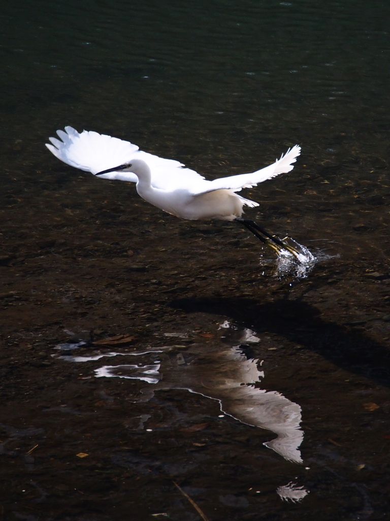 Nature「帷子川の早春歌」
