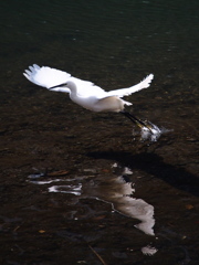 Nature「帷子川の早春歌」