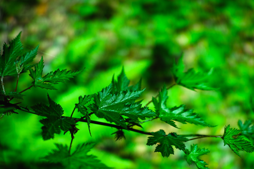 Nature「箱根旧東海道」