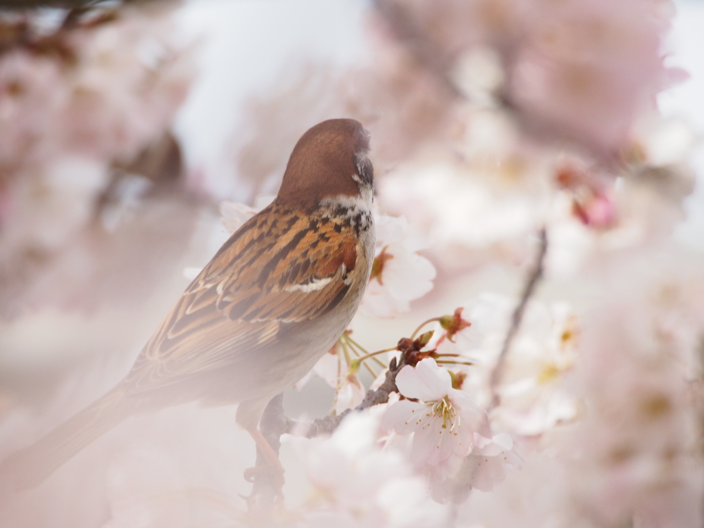 Nature「春のさえずり」