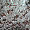 Nature「遠くからは雪のよう」