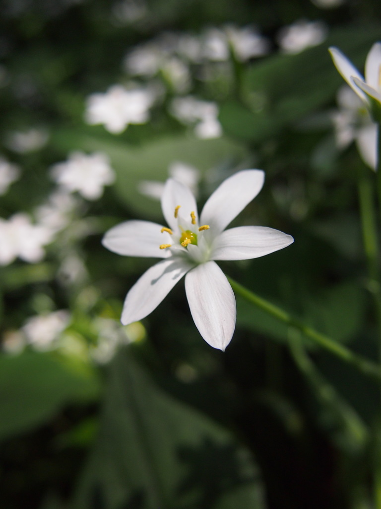 春の花