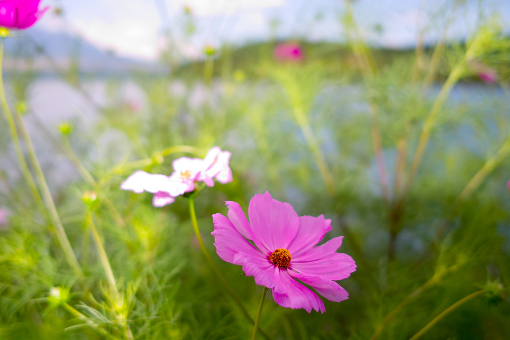 Nature