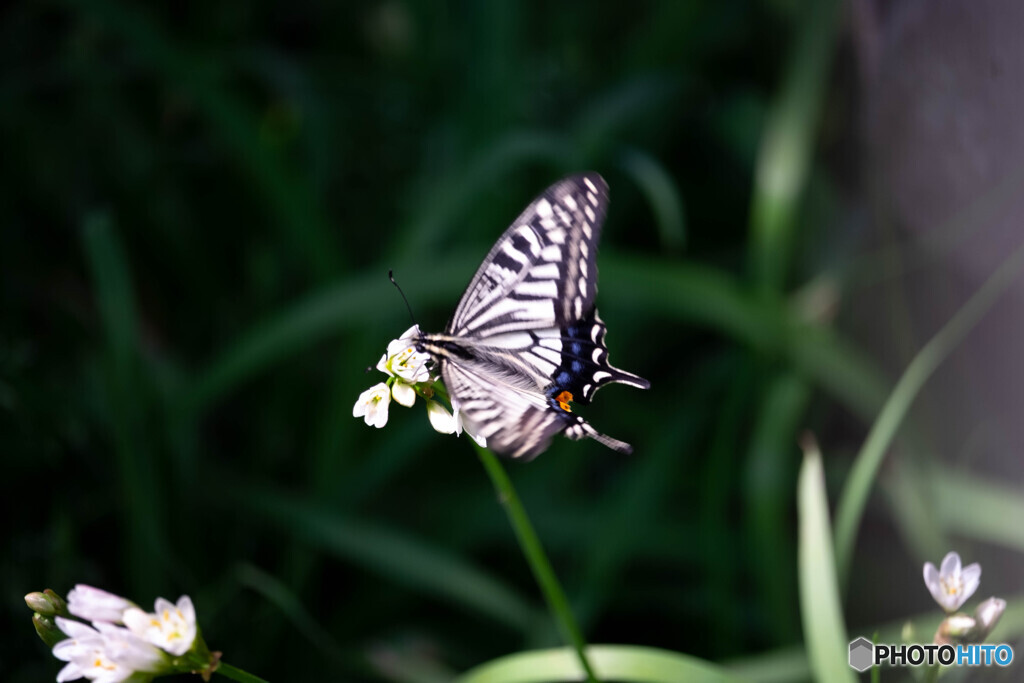 Nature「天神さんと蝶」