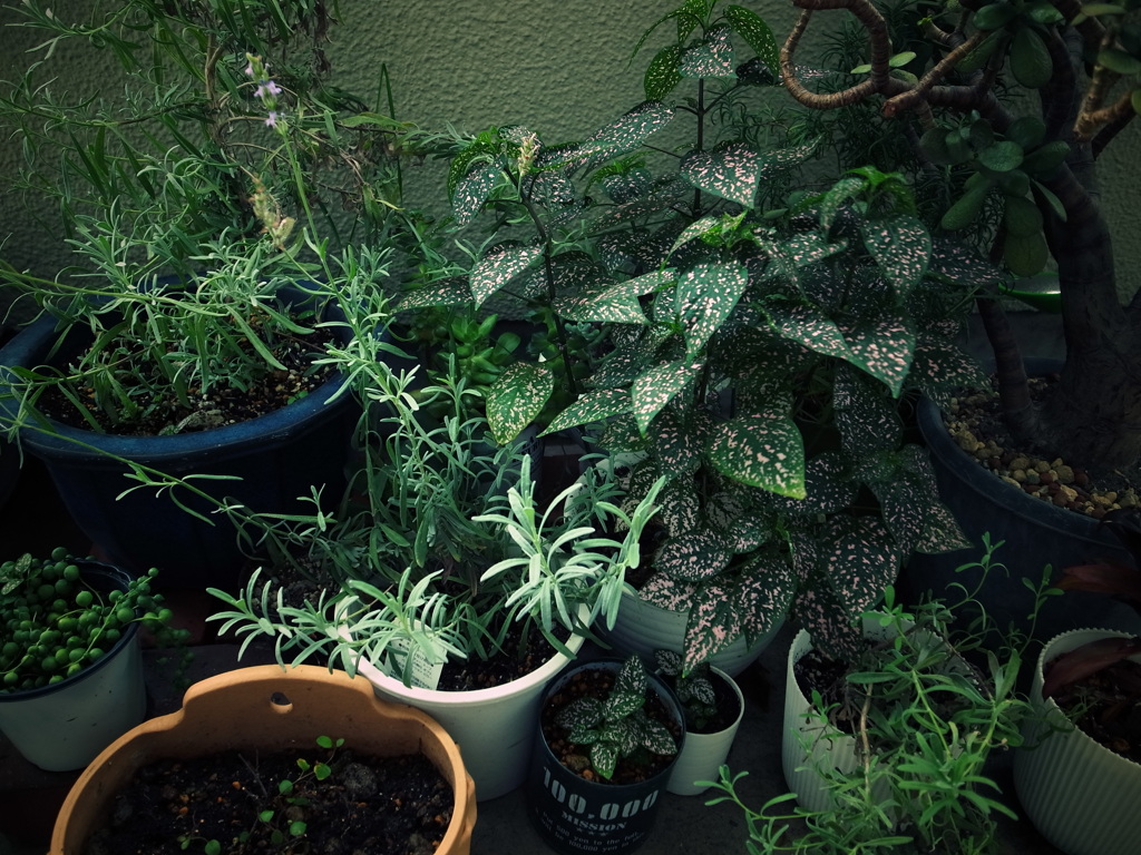 Nature「自粛生活」