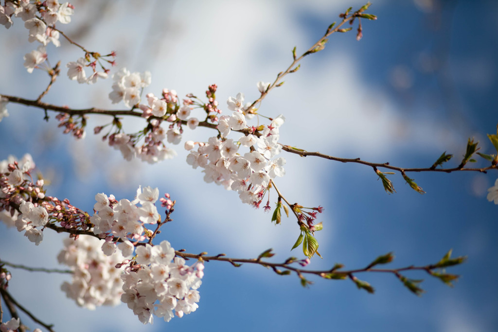 Nature「桜日本」