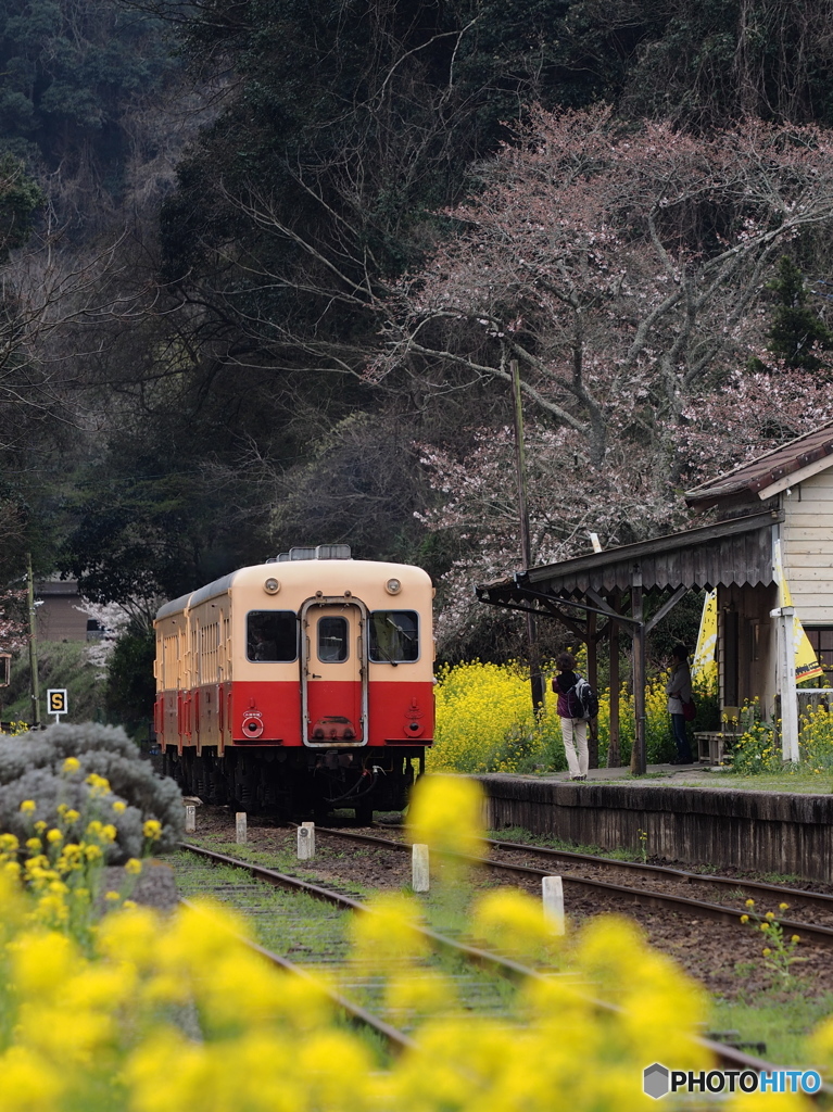 Nature「小湊鉄道」