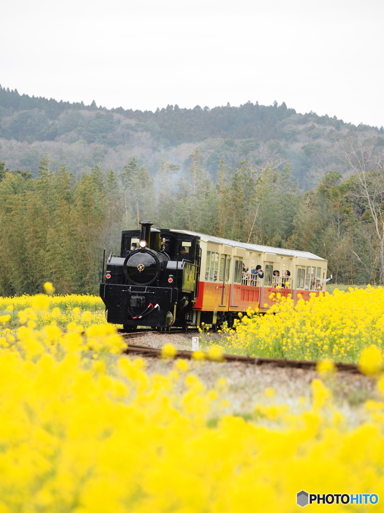 Nature「小湊鉄道」5