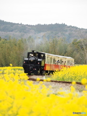 Nature「小湊鉄道」5