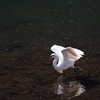 Nature「帷子川の早春歌」