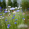 Nature「自粛生活2年：ここは渋沢丘陵」