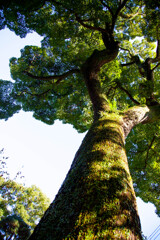 Nature「箱根早雲寺」