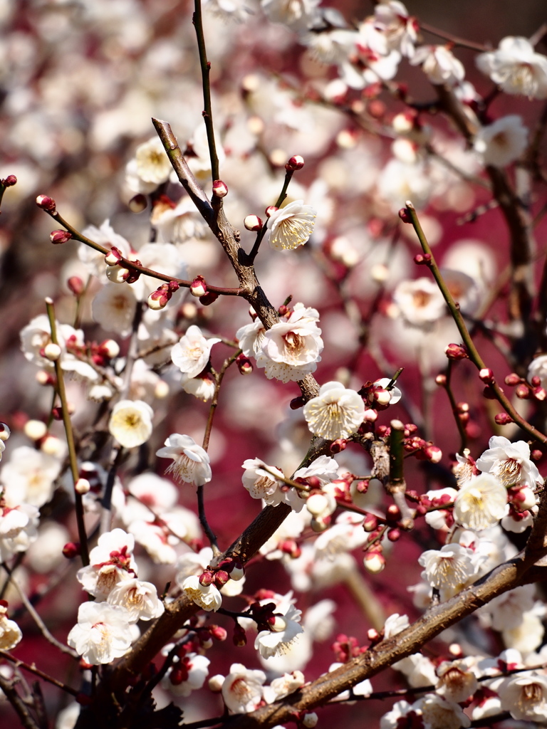 Natur「早春」