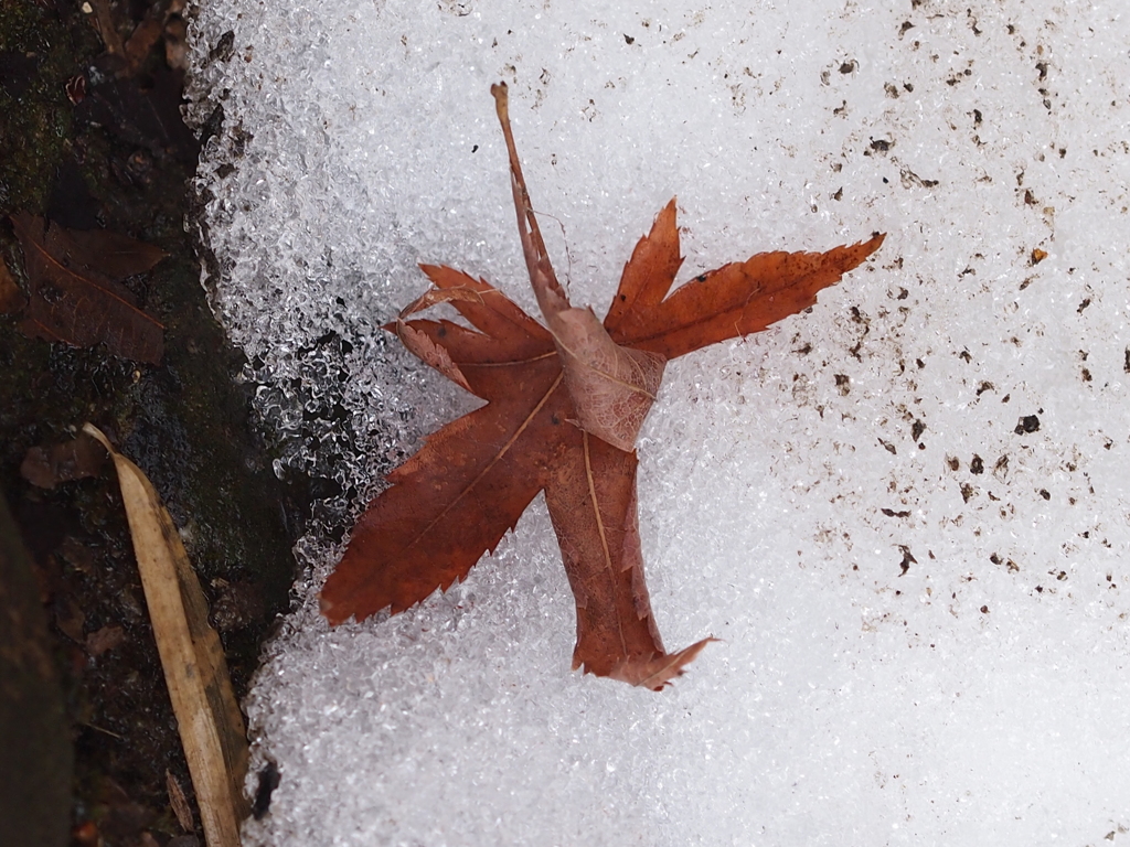 Nature「四季の森散歩」