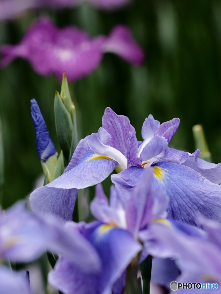 Nature「花しょうぶ」