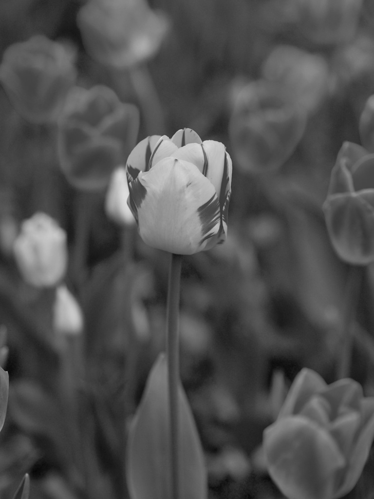 Nature「横浜チューリップ」