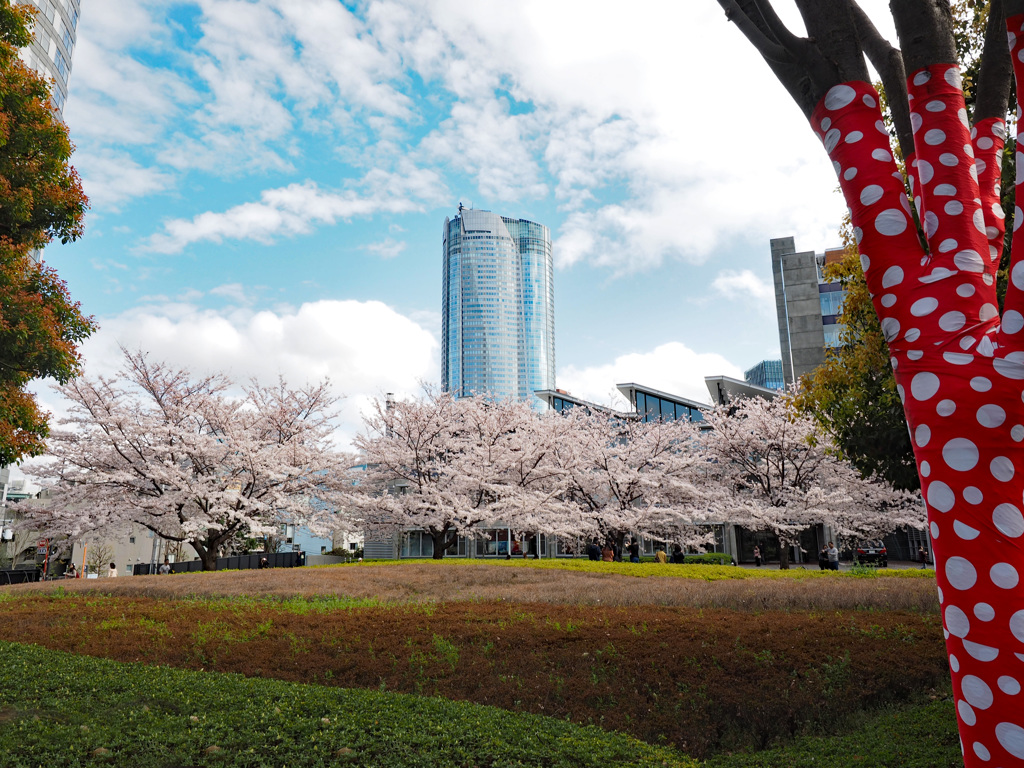 Nature「六本木が満開」
