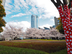 Nature「六本木が満開」
