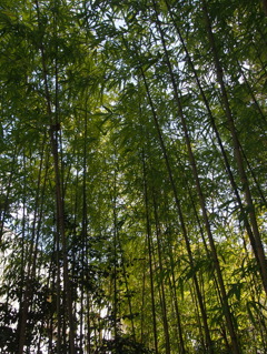 Nature「修善寺竹林の小径」