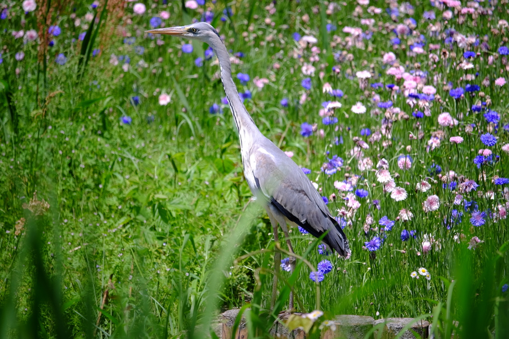 Nature