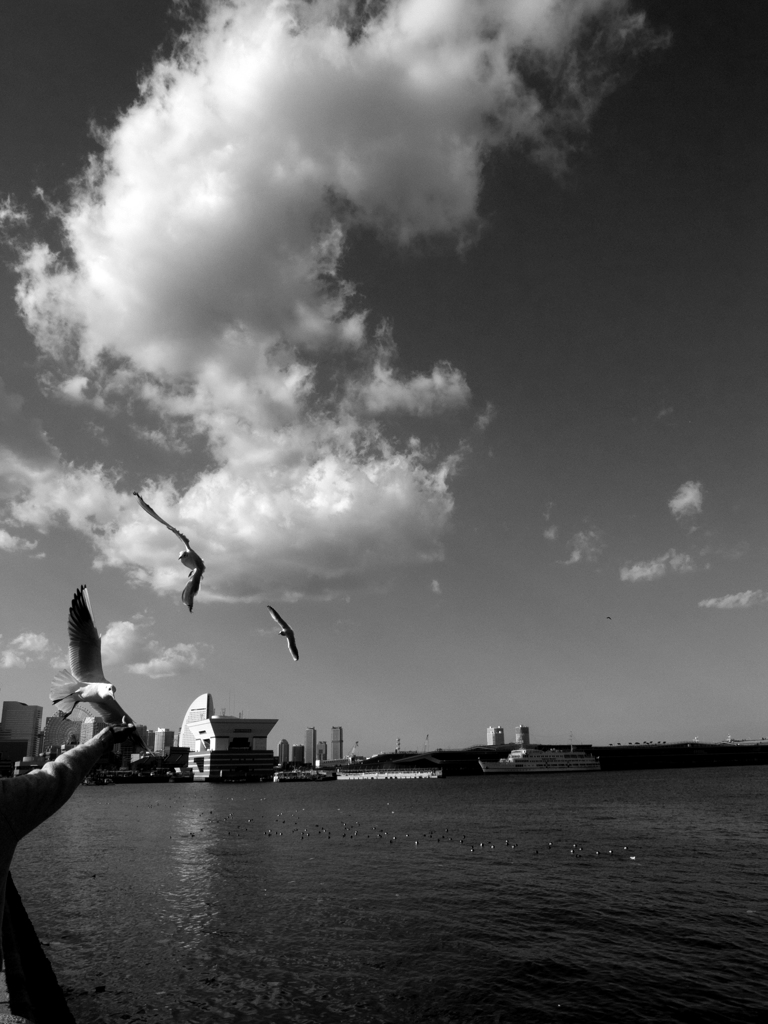 Nature「港横浜」