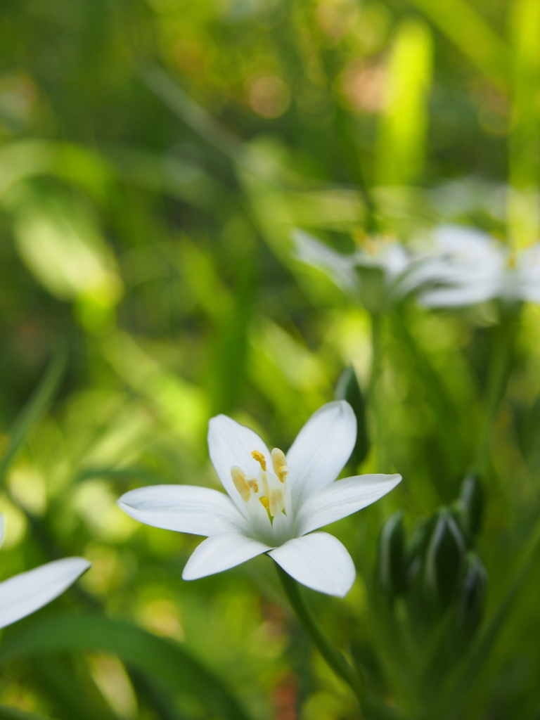 春の花