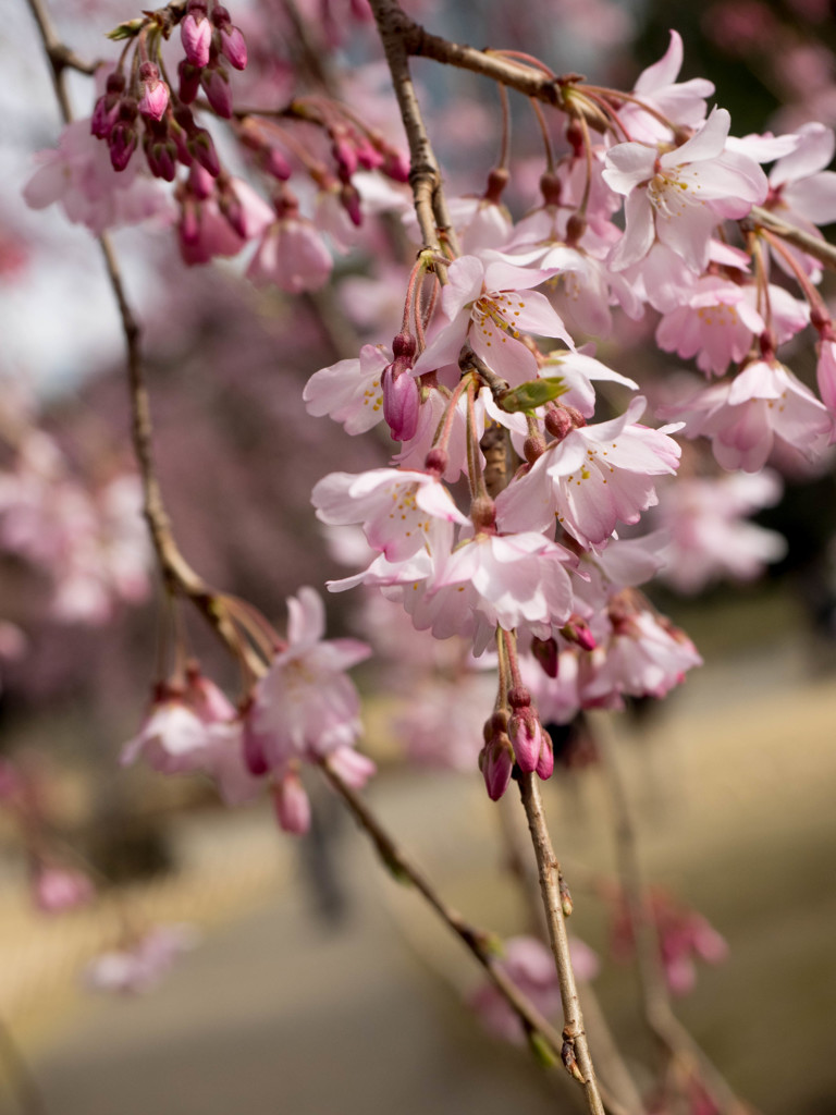 Nature「小石川後楽園」