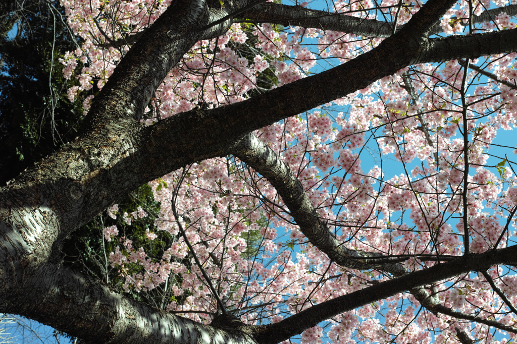 Nature[池上本門寺梅開花]