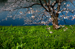 Nature「皇居桜」