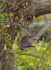Nature「小さな森のお客さん」